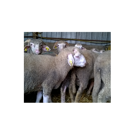 Agneau marqué en bleu