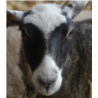 Agneau 819 Bleu