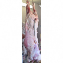 Agneau 825 Vert