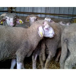 Agneau marqué en bleu