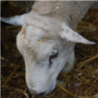 Agneau 825 Vert