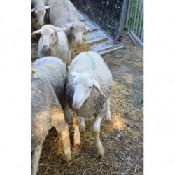 Agneau 826 Vert