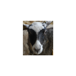 Agneau 1204 Bleu