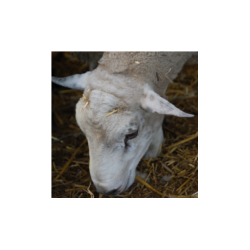 Agneau 1222 Vert